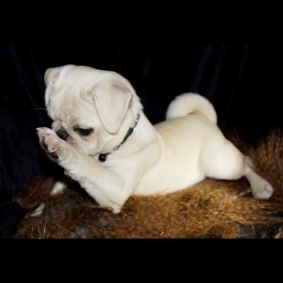 Pet supplies - Picture 1 of 1